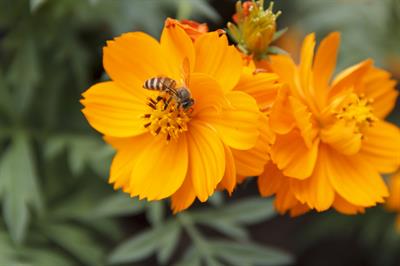 Cosmos sulphureus